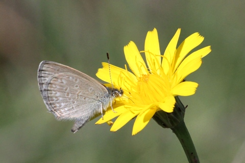Common Grass Blue (Zizina labradus)